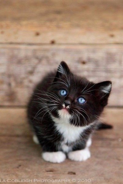 Коты из сети