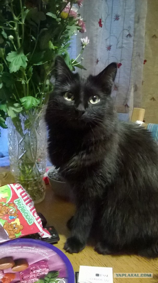 Котовторник 27.12.2016