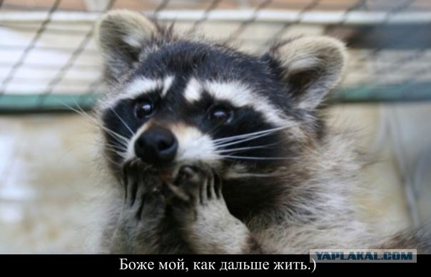Я не пойду на митинг Навального.
