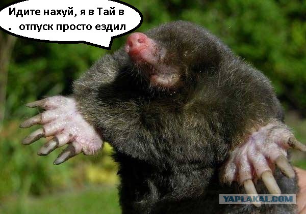 Землю опоясывает  таинственная стена