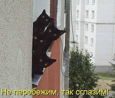 Коты и Кошки