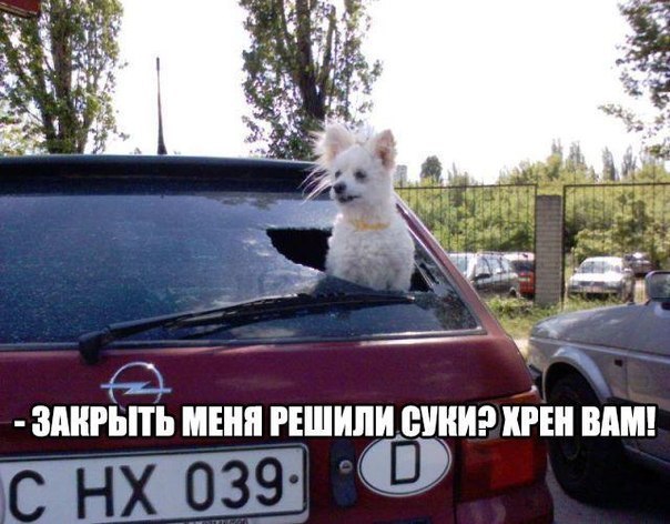 Чёрный и абсурдный юмор к понедельнику