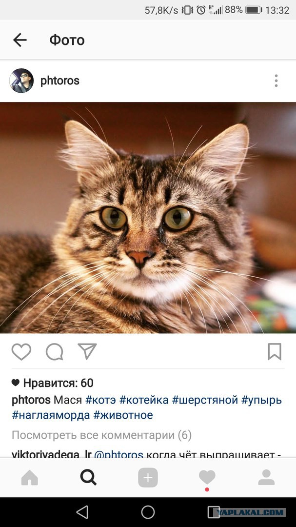 Кот-электрик оказал помощь ремонтной бригаде