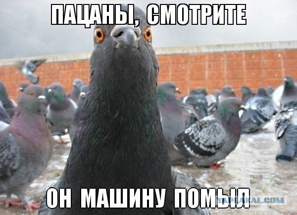 Прикольные картинки 12.06.2017