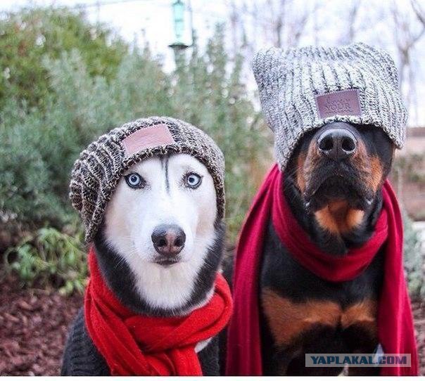 130 картинок для поднятия настроения!