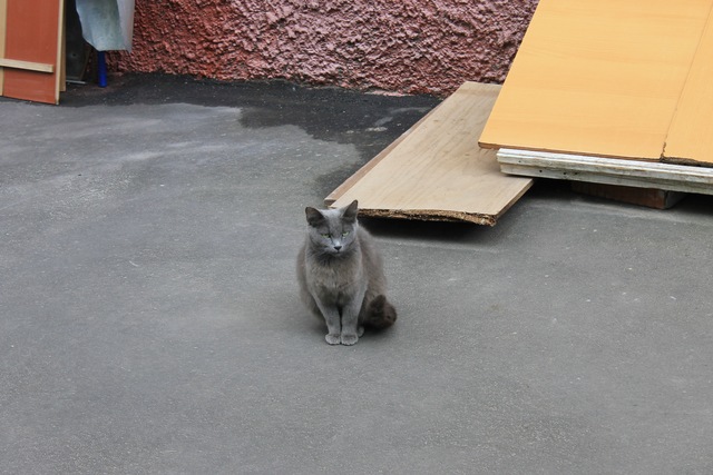 Коты и Кошки
