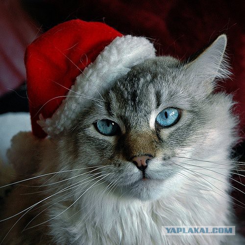 Котовторник!