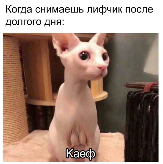 Аист с раскаченным торсом - теперь я видел всё!))