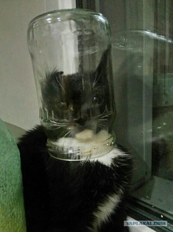 Котовторник ждали? А вот и он!