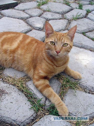 Рыжий котовторник на ЯПлакал!, Смотрим  и добавляем!