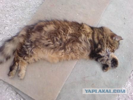 Котовторник на ЯПлакалъ