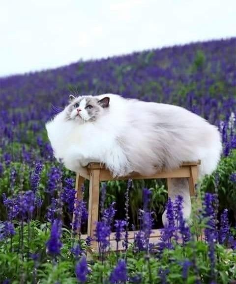 Прикольных котов пост