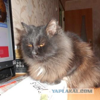 После содеянного собака спокойно улеглась набок посреди столовой с видом - " а пофиг, теперь можете и убивать