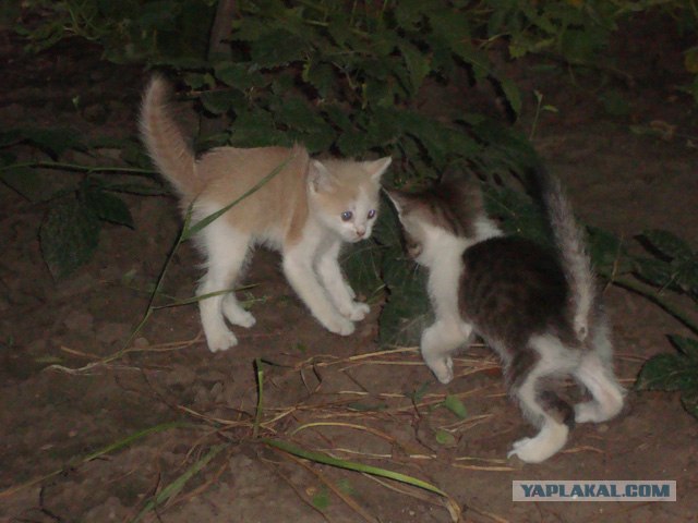 Котовторник с Максом
