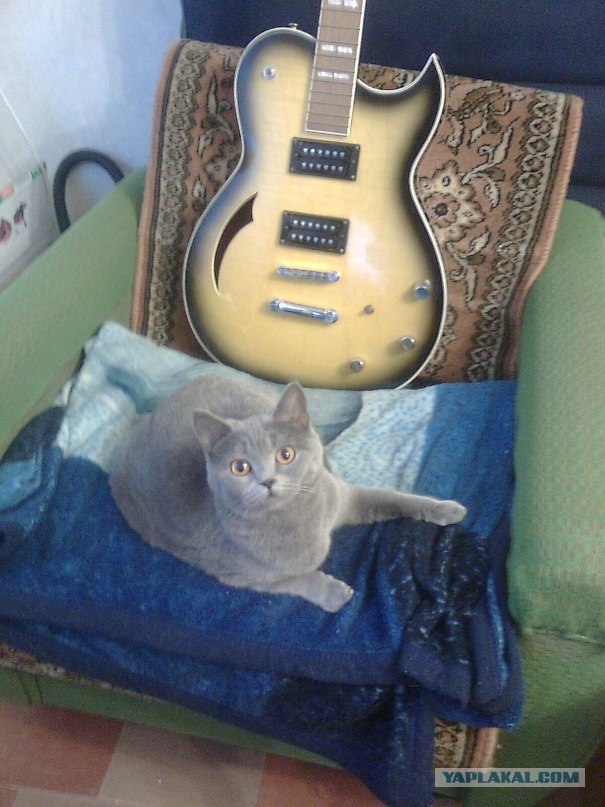 Котовторник 1.11.11