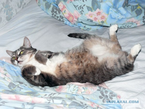 Котовторник! 13.03.2012