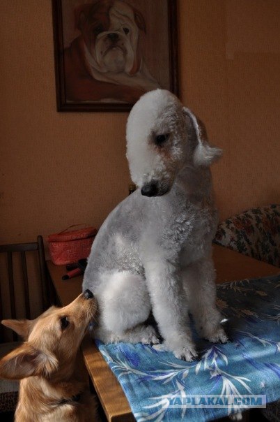 Собакочетверг
