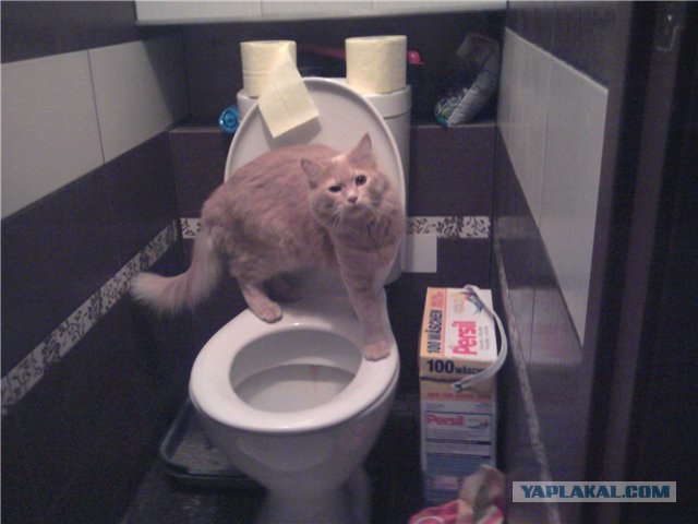 Котовторник   5.06.2012