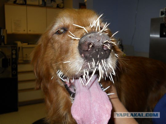 Очень острый опыт бульдожки