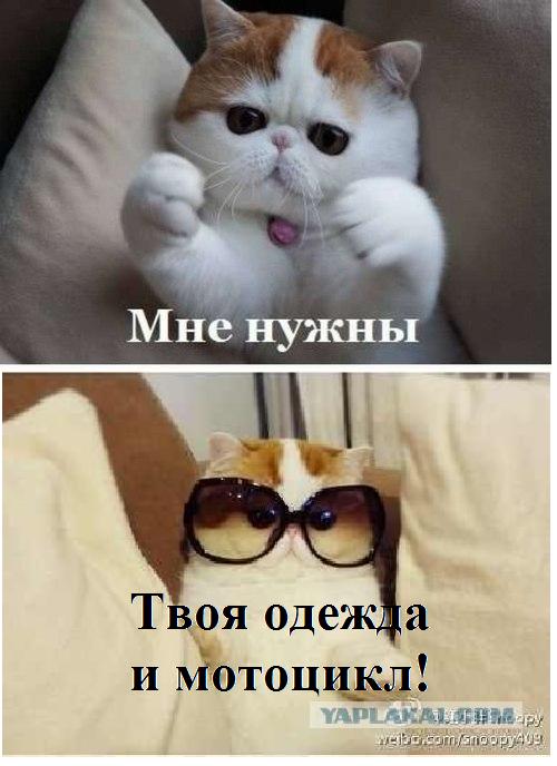 Все хотят обнимашек!