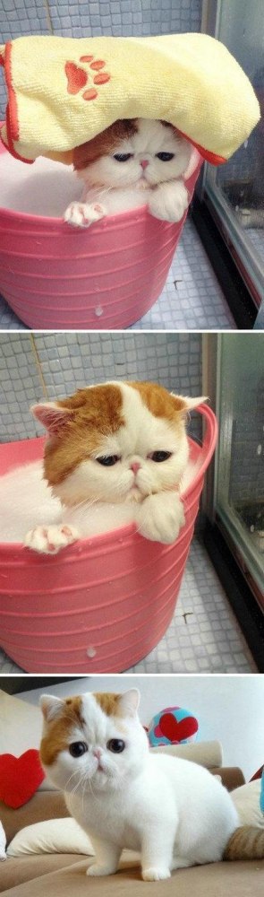 И среди котэ есть мужики.