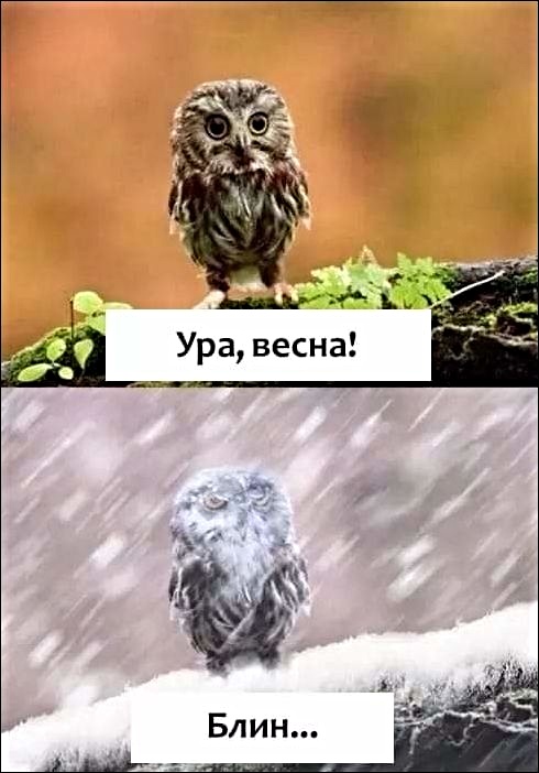 Анекдоты, соц-сети, истории и картинки с надписями
