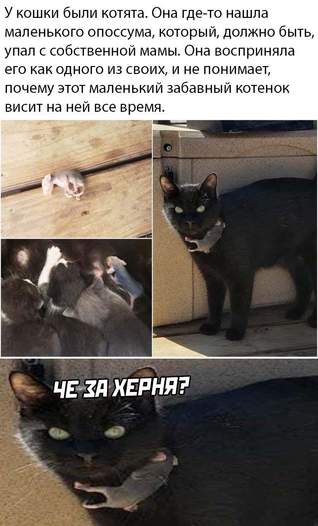 Кретинки 01.05.20