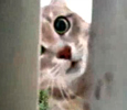 Кот на балконе