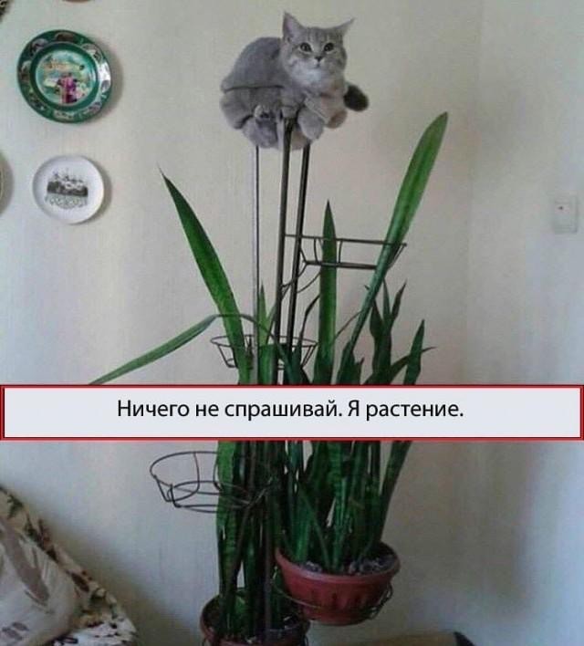 Всех кошатников с Праздником!