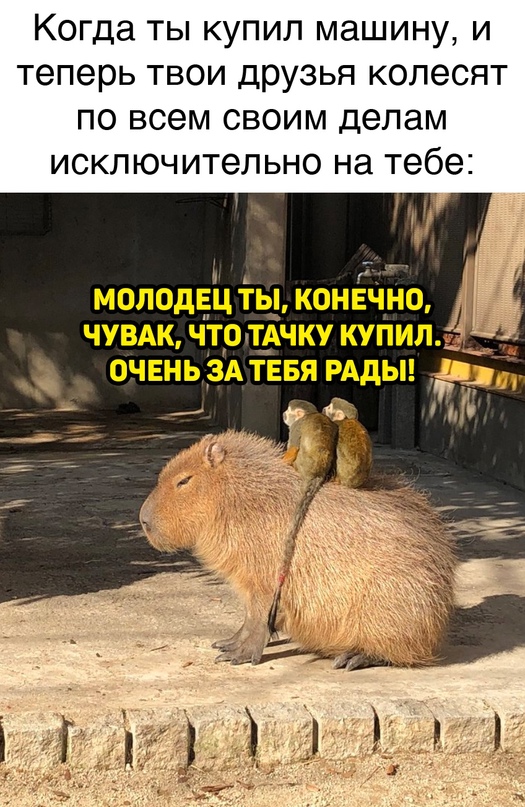 Весёлый полтишок 15.08