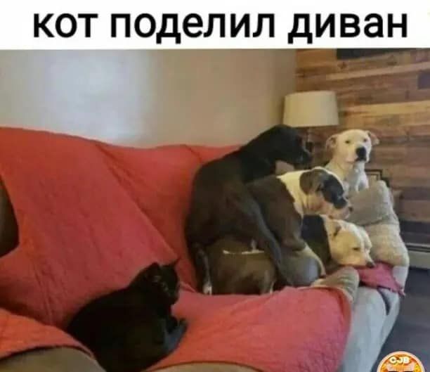 Котовторник. Картинки и буквы 08.02.22