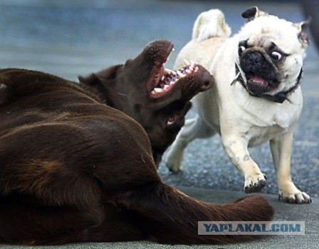 Животные добрые, они помогают друг другу