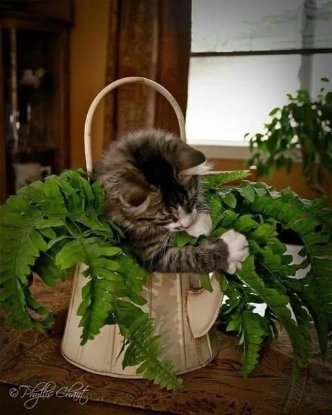 Мой котовторник..