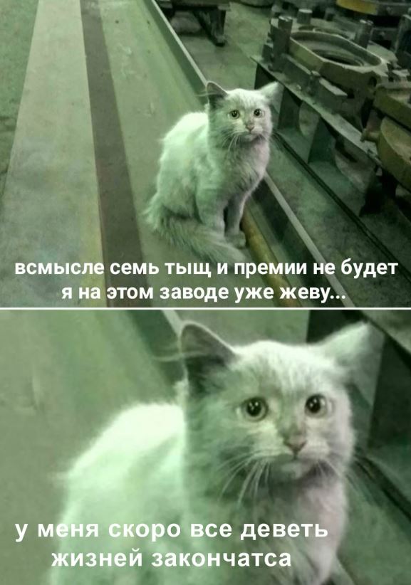 Самые лучшие помощники