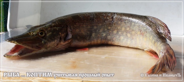 Рыба ... коптим ...