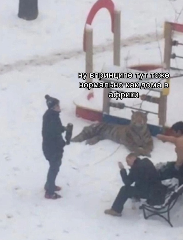 Весёлый полтишок 29.12.24