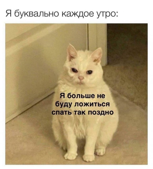 К-котовторник.
