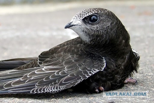 «Эко-френдли». В Соликамске строители перенесли работы, чтобы дать ласточкам вырастить птенцов