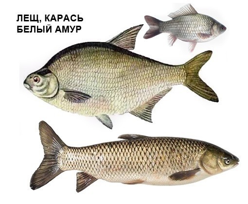Так себе картинки 29.11.25