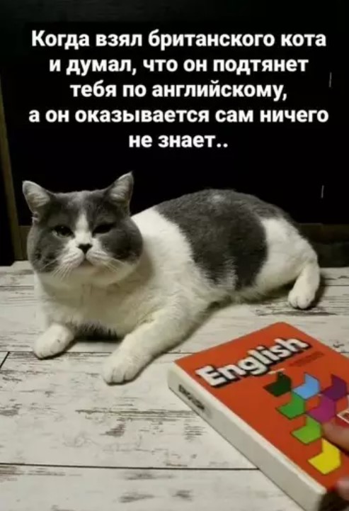 Котямбосы