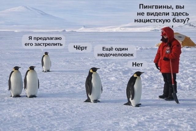 Остров Южная Георгия, пингвины