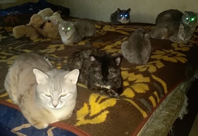 Пара слов про котиков и людей