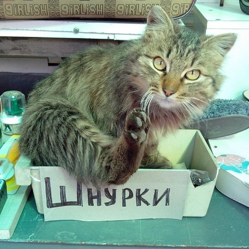 Котовторник  08.04.2014