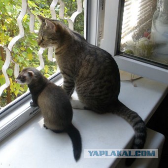 Нед – котенок, который дружит с хорьками