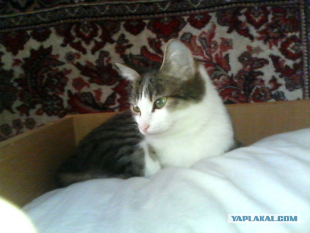 Котовторник 22.04.2014