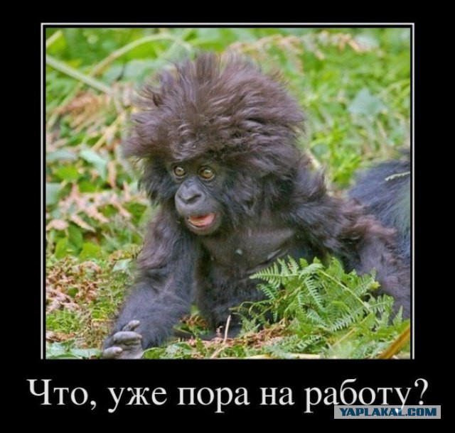 Животные которым требуется перезагрузка