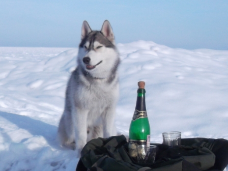 Мудрость хаски
