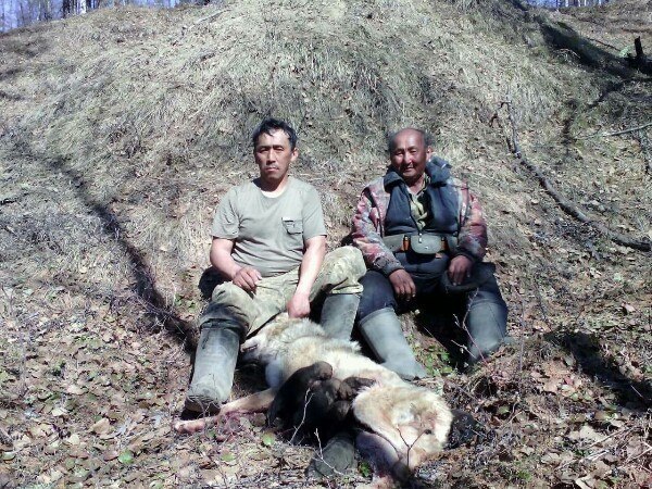Ничего особенного, просто собака на лосе...