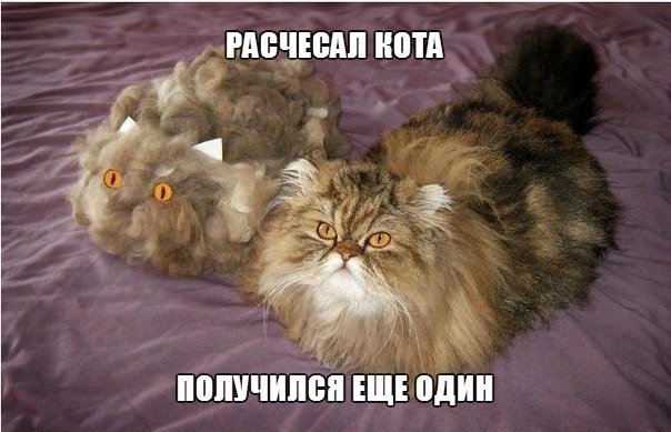 Я не толстый! У меня просто "шерсть широкая"