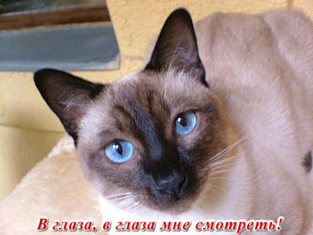 Коты, кошки, котята